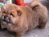 chow- chow - squmpkiuliana - photo catei
