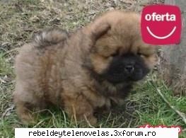 chow- chow - squmpkiuliana - photo catei