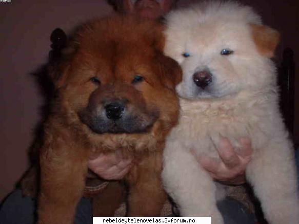 chow- chow - squmpkiuliana - photo catei
