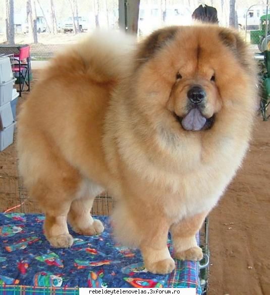 chow- chow - squmpkiuliana - photo catei