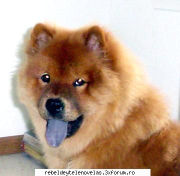chow- chow - squmpkiuliana - photo catei