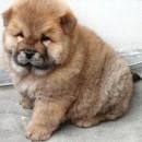 :finger: chow- chow