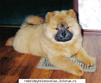 chow- chow - squmpkiuliana - photo catei