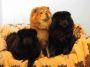 chow- chow - squmpkiuliana - photo catei