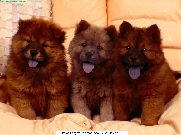 chow- chow - squmpkiuliana - photo catei