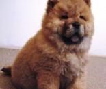 chow- chow - squmpkiuliana - photo catei